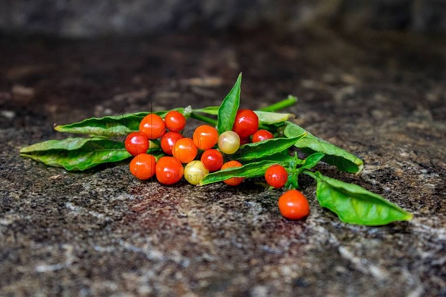 Hơn nửa tỷ/kg, thứ bé tẹo giá amp;#34;đắt cắt cổamp;#34; này không ngờ là quả dại - 1