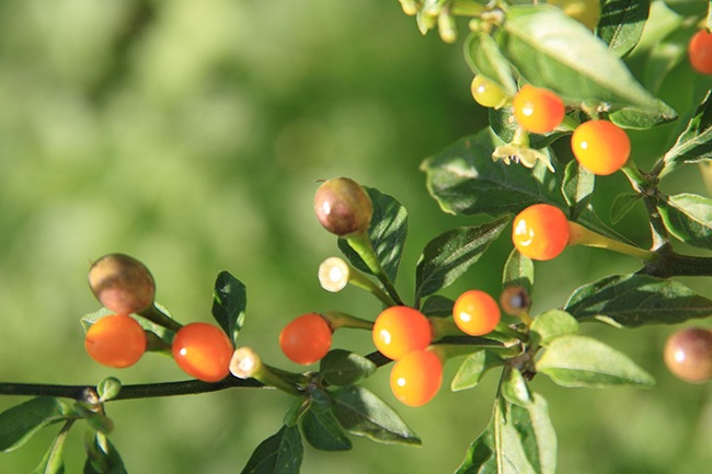 Hơn nửa tỷ/kg, thứ bé tẹo giá amp;#34;đắt cắt cổamp;#34; này không ngờ là quả dại - 2