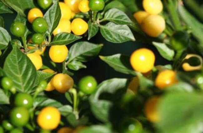 Hơn nửa tỷ/kg, thứ bé tẹo giá amp;#34;đắt cắt cổamp;#34; này không ngờ là quả dại - 3