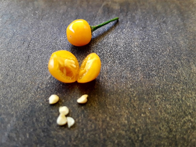 Hơn nửa tỷ/kg, thứ bé tẹo giá amp;#34;đắt cắt cổamp;#34; này không ngờ là quả dại - 4