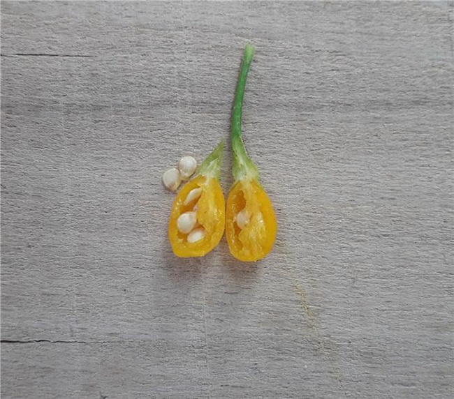 Hơn nửa tỷ/kg, thứ bé tẹo giá amp;#34;đắt cắt cổamp;#34; này không ngờ là quả dại - 5