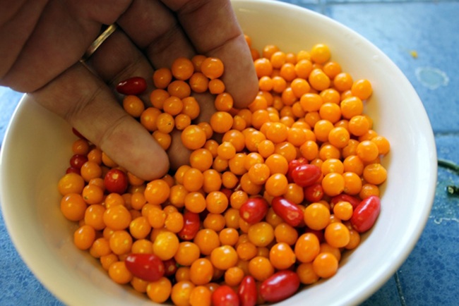 Hơn nửa tỷ/kg, thứ bé tẹo giá amp;#34;đắt cắt cổamp;#34; này không ngờ là quả dại - 7