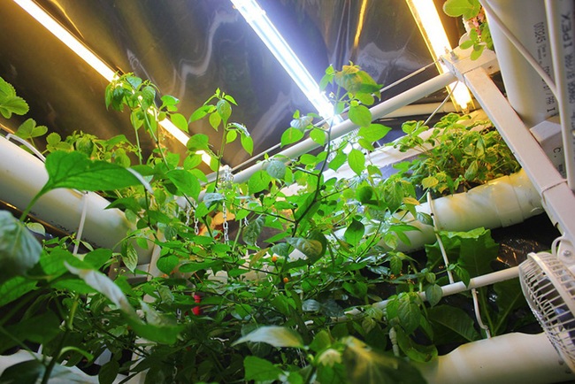 Hơn nửa tỷ/kg, thứ bé tẹo giá amp;#34;đắt cắt cổamp;#34; này không ngờ là quả dại - 8