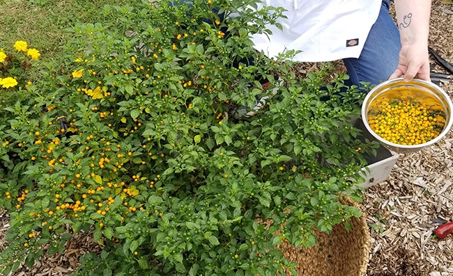 Hơn nửa tỷ/kg, thứ bé tẹo giá amp;#34;đắt cắt cổamp;#34; này không ngờ là quả dại - 9