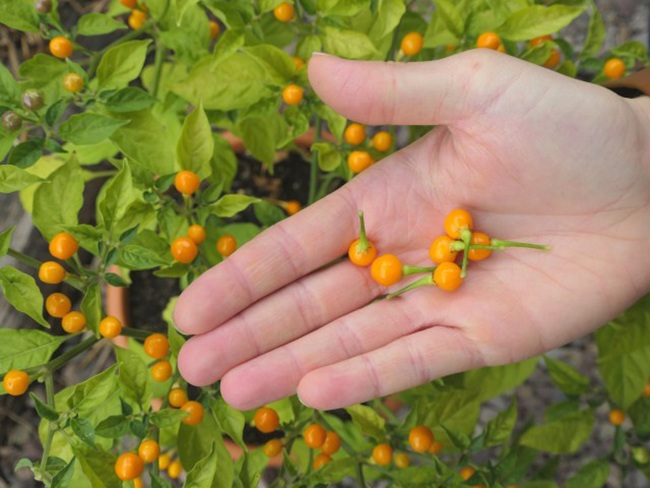 Hơn nửa tỷ/kg, thứ bé tẹo giá amp;#34;đắt cắt cổamp;#34; này không ngờ là quả dại - 11