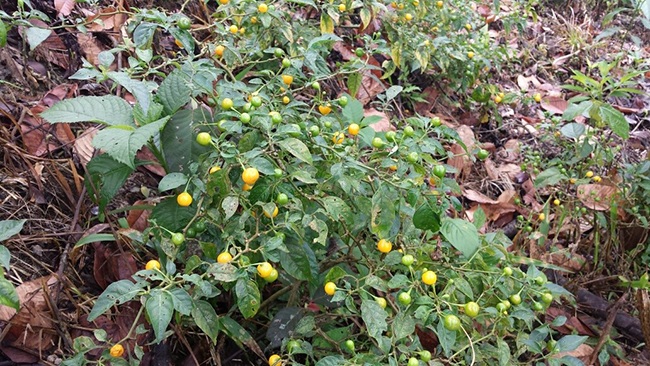 Hơn nửa tỷ/kg, thứ bé tẹo giá amp;#34;đắt cắt cổamp;#34; này không ngờ là quả dại - 12