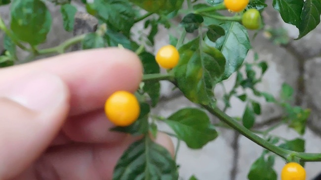 Hơn nửa tỷ/kg, thứ bé tẹo giá amp;#34;đắt cắt cổamp;#34; này không ngờ là quả dại - 13