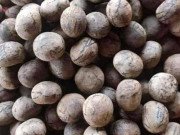Xem ăn chơi - Loại quả rừng Sơn La ngon thế nào mà được khách đặt mua bán "đắt như tôm tươi"
