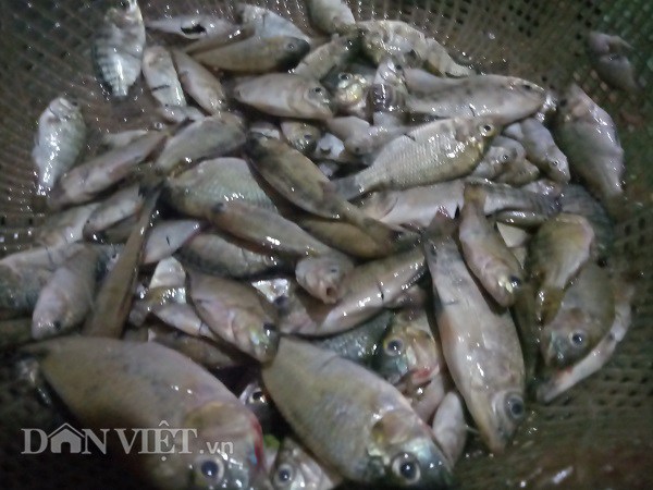 Những con cá dùng làm cá nhảy còn tươi sống khi vớt ra rổ có con vẫn còn nhảy tanh tách, nhưng cũng có con đã chết như thế này...