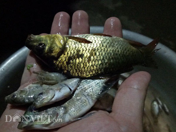 Cá được chọn để làm món cá nhảy chủ yếu là cá chép, cá rô phi...loại nhỏ.