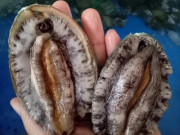 Tiêu dùng - Bản tin tiêu dùng: Tiểu thương tiết lộ lý do bào ngư giá rẻ chưa từng thấy, chỉ 33.000 đồng/con