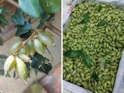 Tiêu dùng - Nhót xanh trái mùa nửa triệu/kg đắt ngang hoa quả nhập khiến nhiều người sửng sốt