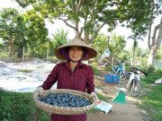 Tiêu dùng - Loại quả quê đen sì trước rụng đầy vườn, nay thành đặc sản đắt hơn thịt lợn