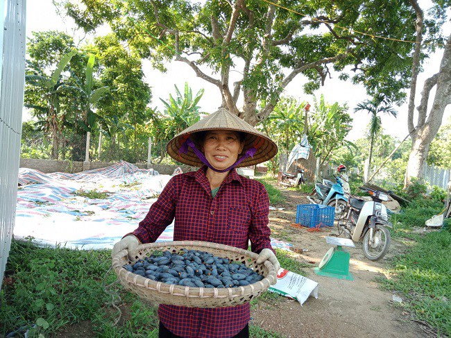 Chị Thuyết, một người dân trú tại xã Hoàng Vân tỏ vẻ phấn khởi vì trám năm nay được mùa, được giá.