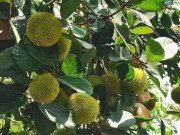 Tiêu dùng - Quả gai chi chít trước rụng đầy gốc, nay cả trăm nghìn/kg dân thành phố tranh nhau mua