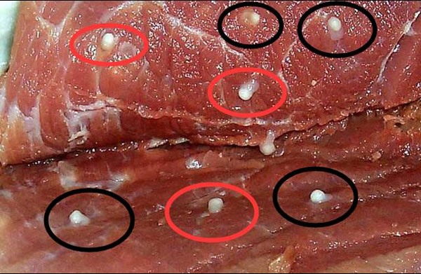 4 loại thịt lợn dù rẻ tới mấy cũng chớ mua kẻo ăn vào ngộ độc, rước đống giun sán - 3