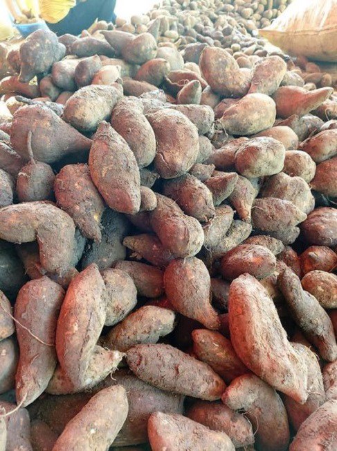 Nhìn bên ngoài củ khoai sâm giống hệt khoai lang.