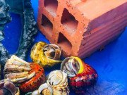 Tiêu dùng - Thứ hải sản có tên rùng rợn, không ăn được, 2-3 triệu/con dân Việt vẫn mua ầm ầm