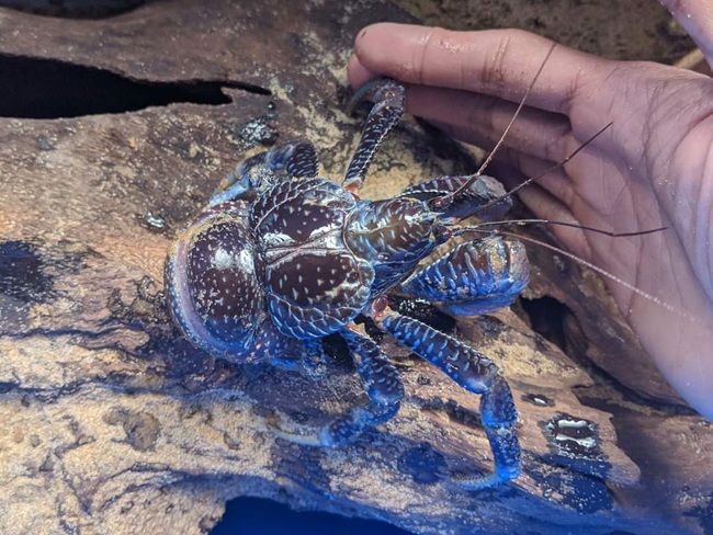 Thứ hải sản có tên rùng rợn, không ăn được, 2-3 triệu/con dân Việt vẫn mua ầm ầm - 1