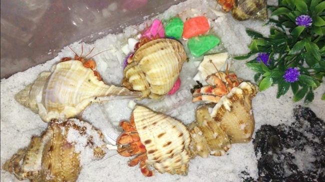Thứ hải sản có tên rùng rợn, không ăn được, 2-3 triệu/con dân Việt vẫn mua ầm ầm - 2
