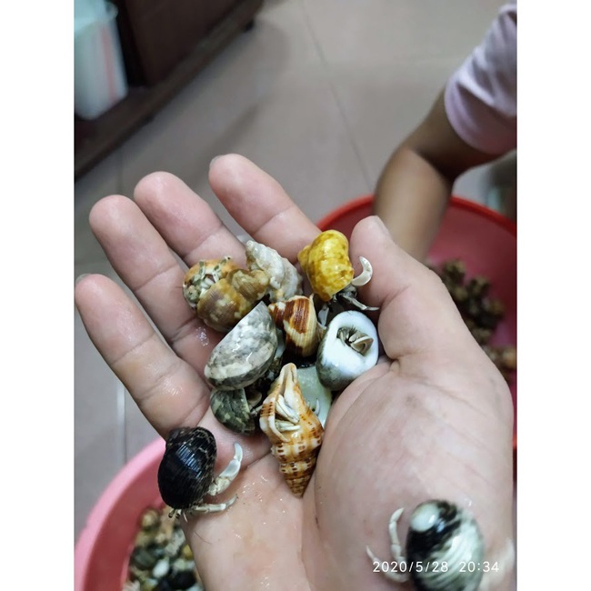 Thứ hải sản có tên rùng rợn, không ăn được, 2-3 triệu/con dân Việt vẫn mua ầm ầm - 4