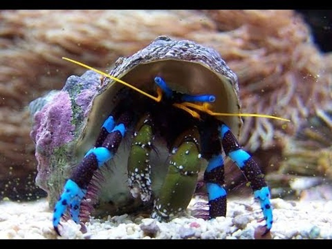 Thứ hải sản có tên rùng rợn, không ăn được, 2-3 triệu/con dân Việt vẫn mua ầm ầm - 5