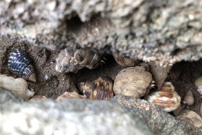 Thứ hải sản có tên rùng rợn, không ăn được, 2-3 triệu/con dân Việt vẫn mua ầm ầm - 6