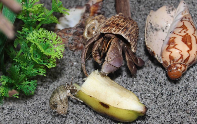 Thứ hải sản có tên rùng rợn, không ăn được, 2-3 triệu/con dân Việt vẫn mua ầm ầm - 7