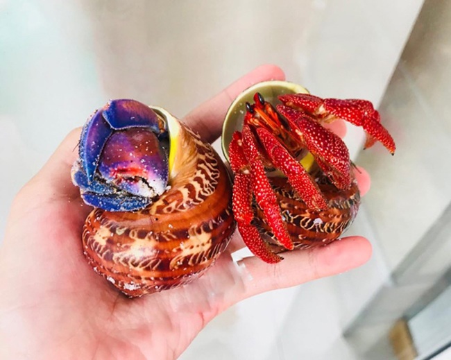 Thứ hải sản có tên rùng rợn, không ăn được, 2-3 triệu/con dân Việt vẫn mua ầm ầm - 8