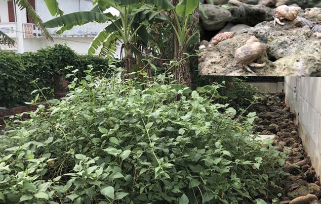 Thứ hải sản có tên rùng rợn, không ăn được, 2-3 triệu/con dân Việt vẫn mua ầm ầm - 11