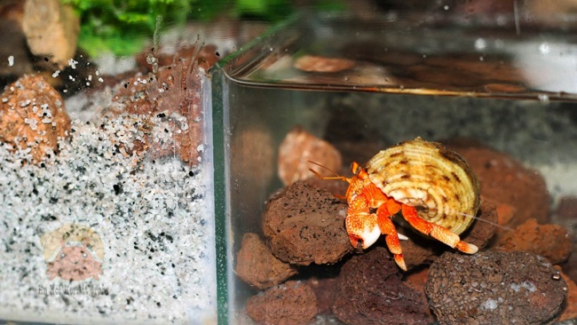 Thứ hải sản có tên rùng rợn, không ăn được, 2-3 triệu/con dân Việt vẫn mua ầm ầm - 9