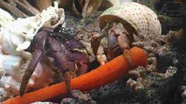 Thứ hải sản có tên rùng rợn, không ăn được, 2-3 triệu/con dân Việt vẫn mua ầm ầm - 12