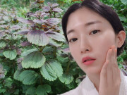 Làm đẹp - Học ngay 3 cách làm trắng da bằng lá tía tô để lúc nào U40 cũng như U20