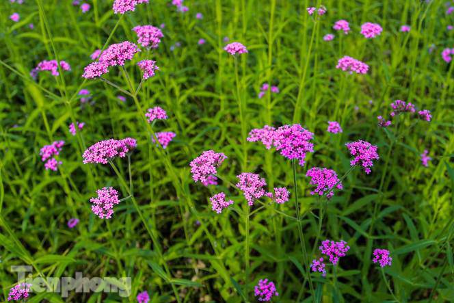 Thảm hoa tím lãng mạn ở Hà Nội hút đông đảo nữ sinh đến amp;#34;check-inamp;#34; - 3