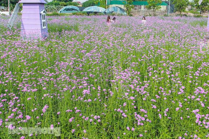 Thảm hoa tím lãng mạn ở Hà Nội hút đông đảo nữ sinh đến amp;#34;check-inamp;#34; - 1