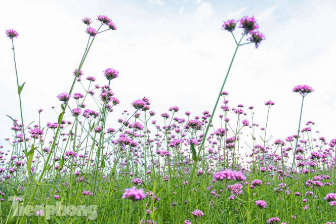 Thảm hoa tím lãng mạn ở Hà Nội hút đông đảo nữ sinh đến amp;#34;check-inamp;#34; - 2