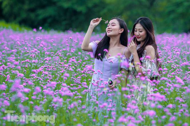 Thảm hoa tím lãng mạn ở Hà Nội hút đông đảo nữ sinh đến amp;#34;check-inamp;#34; - 4