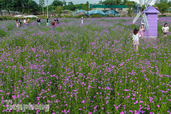 Thảm hoa tím lãng mạn ở Hà Nội hút đông đảo nữ sinh đến amp;#34;check-inamp;#34; - 8