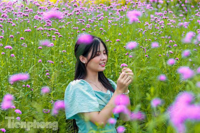 Thảm hoa tím lãng mạn ở Hà Nội hút đông đảo nữ sinh đến amp;#34;check-inamp;#34; - 5