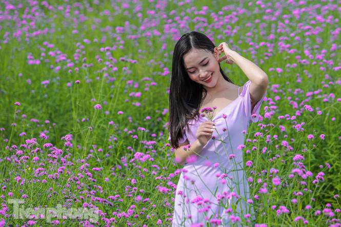 Thảm hoa tím lãng mạn ở Hà Nội hút đông đảo nữ sinh đến amp;#34;check-inamp;#34; - 6