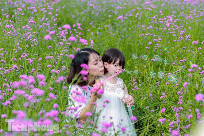 Thảm hoa tím lãng mạn ở Hà Nội hút đông đảo nữ sinh đến amp;#34;check-inamp;#34; - 9