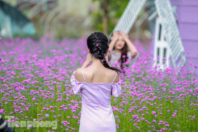 Thảm hoa tím lãng mạn ở Hà Nội hút đông đảo nữ sinh đến amp;#34;check-inamp;#34; - 10