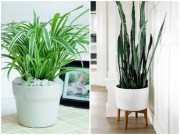 Nhà đẹp - Những loại cây lọc không khí cực đỉnh, nhà nào cũng nên có ít nhất 1 cây trong nhà