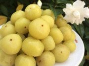 Tiêu dùng - Quả “khổ trước sướng sau” mọc hoang đầy rừng, giờ “lên đời” có giá nửa triệu đồng/kg