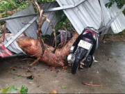 Tin tức - Bão số 5 sắp đổ bộ: Gió giật đổ hàng loạt cây xanh, tốc nhiều mái nhà ở Huế