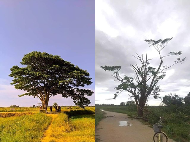 Ngắm bức ảnh mới nhất về cây ngô đồng trong phim Mắt Biếc, cư dân mạng sững sờ tiếc nuối