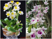 Nhà đẹp - 8 loại cây hoa nhà giàu hay chơi, đặt phòng khách cực hợp phong thủy