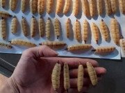 Tiêu dùng - Kỳ lạ loại côn trùng chúa bán theo con, chị em mua cả chục triệu tẩm bổ cho chồng