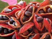 Tiêu dùng - Loại quả từng rụng đầy đường không ai nhặt, nay giá hơn trăm nghìn/kg