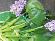 Tiêu dùng - Ở Việt Nam có 5 loại hoa ăn được, giá chỉ vỏn vẹn... 0 đồng